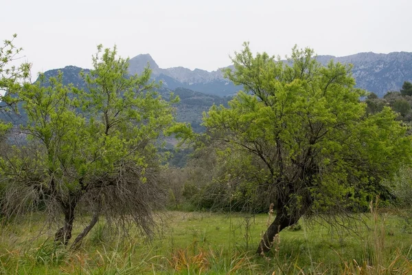 Свіжі зелені дерева в весняному пейзажі — стокове фото