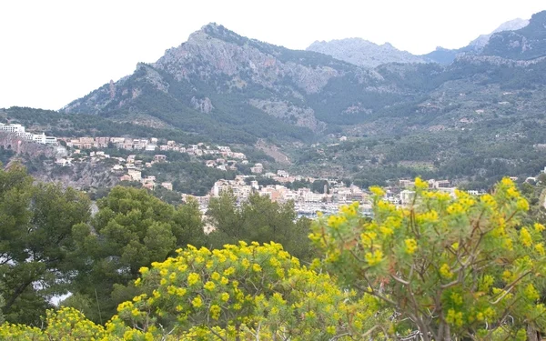 Голубая гора и желтый цветок весной пейзаж — стоковое фото