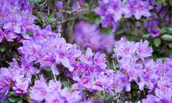 Fleurs rhododendrons pourpres gros plans — Photo