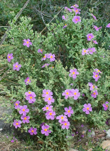 Rosa rock rose — Stockfoto