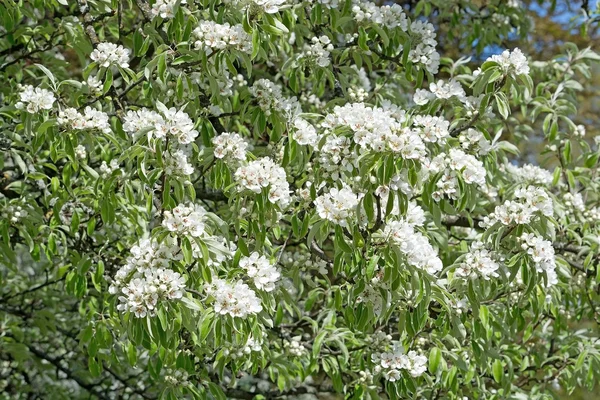 Cerezo con flores blancas — Foto de Stock