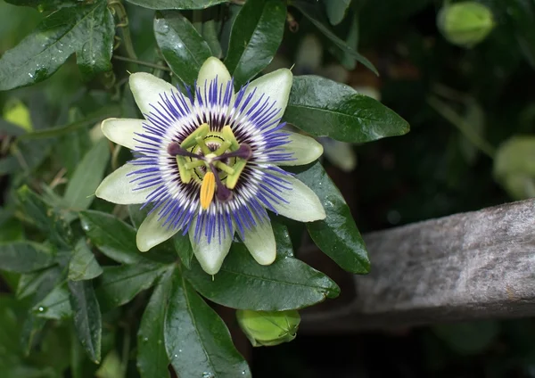 Purple and white Passion flower — Stock Photo, Image