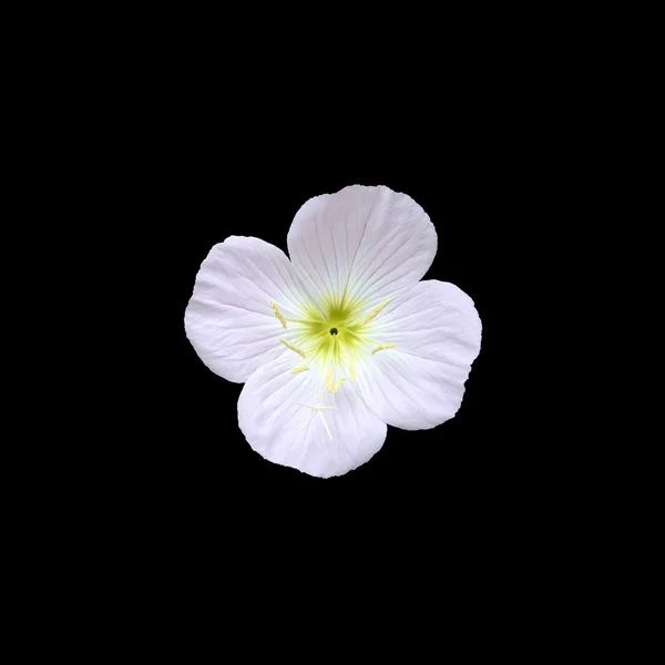 Rózsaszín virág 4 szirmok — Stock Fotó