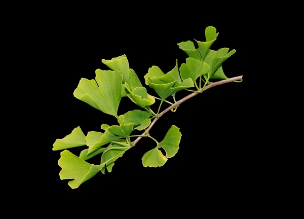 Gingko Biloba şube — Stok fotoğraf