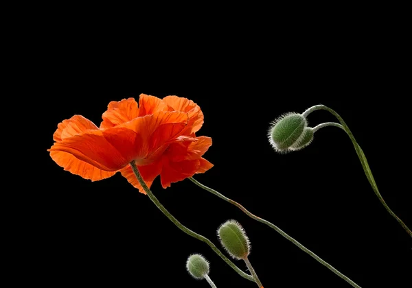 Orange poppies and green buds — Stock Photo, Image