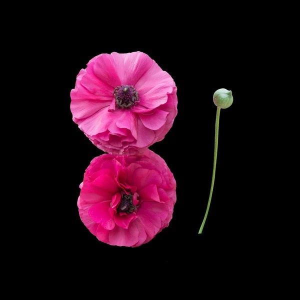 Two pink ranunculus flowers — Stock Photo, Image