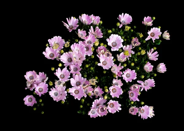 Blauäugige Gänseblümchenblümchen — Stockfoto