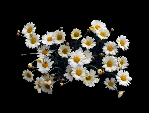 Κίτρινη Μαργαρίτα Oxe-μάτι μπορεί να λουλούδια — Φωτογραφία Αρχείου
