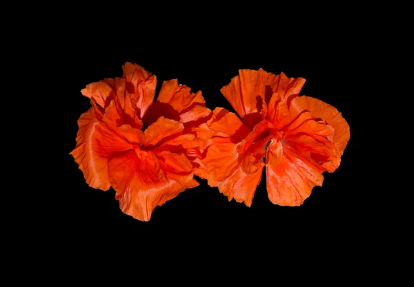 Exotiska vallmo intensiv orange — Stockfoto