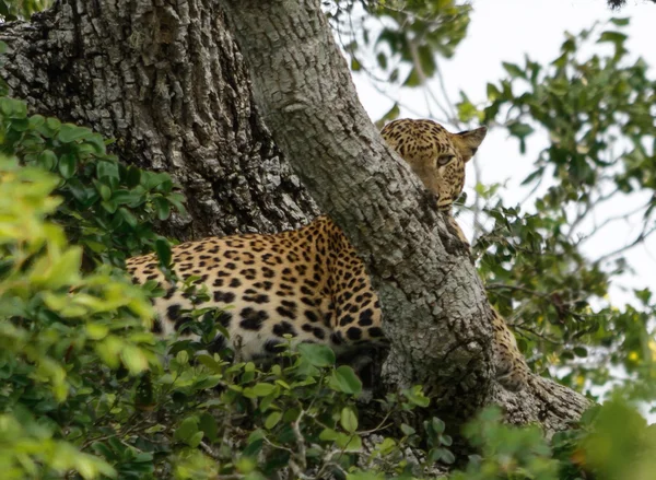 Leopardo mirando hacia arriba —  Fotos de Stock