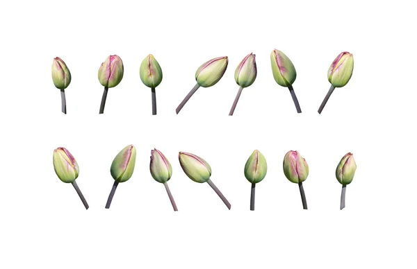 Bourgeons de tulipes vert et rose — Photo