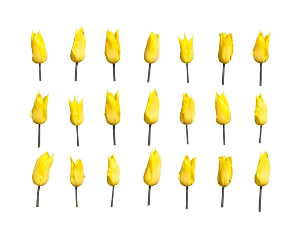 Elemento de design tulipas amarelas — Fotografia de Stock
