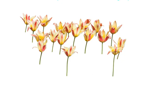 Tulipes rouges et jaunes — Photo