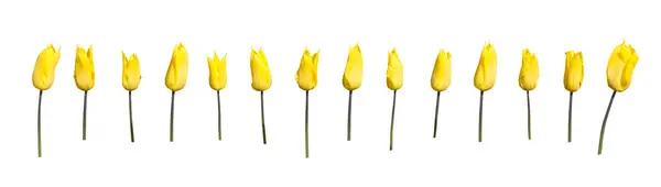 Yellow tulips margin — Stock Photo, Image