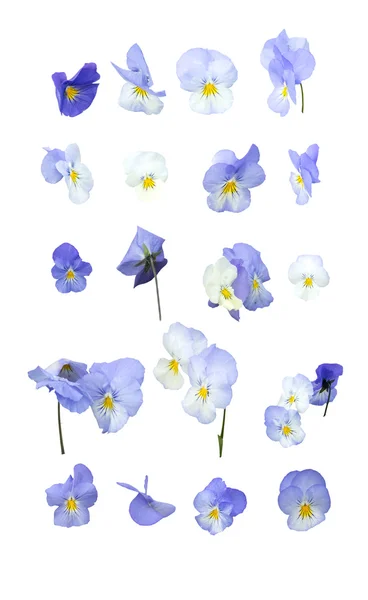 Azul pansy flores elemento de design — Fotografia de Stock