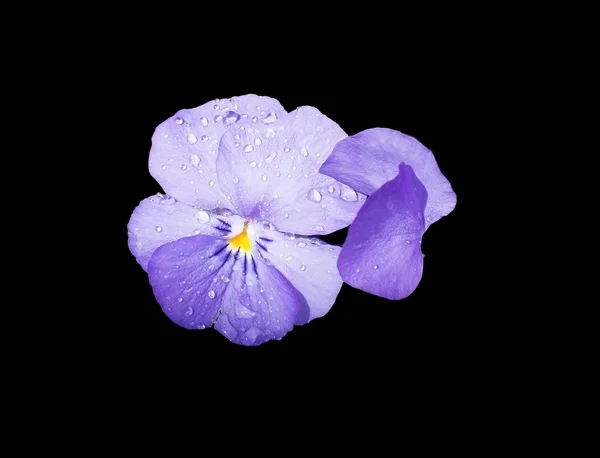 Dulces flores violetas púrpura — Foto de Stock