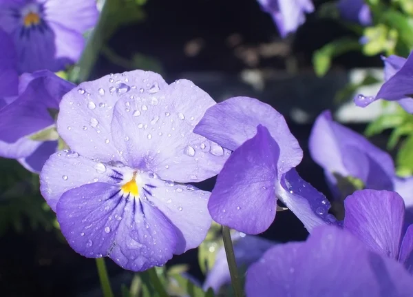 Sweet purple violet flowers — Stock Photo, Image