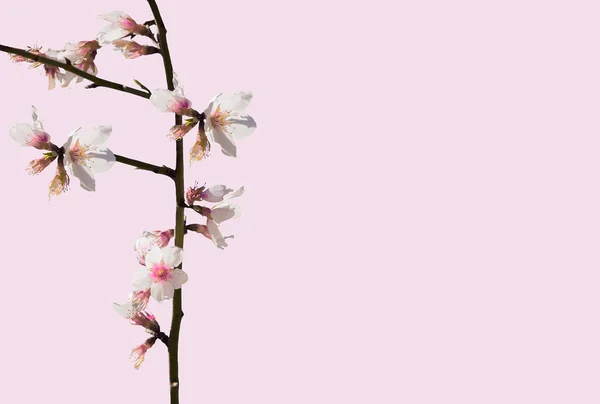 Almond blossom — Stock Photo, Image