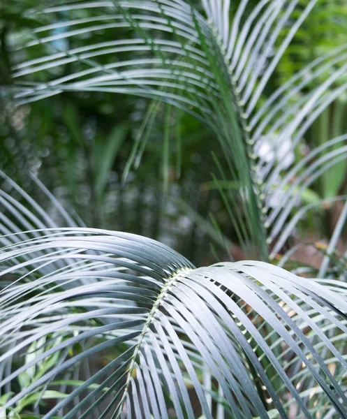 Palm listy closeup — Stock fotografie