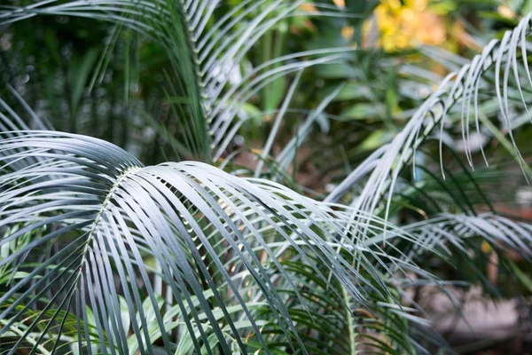 Palmblätter Nahaufnahme — Stockfoto