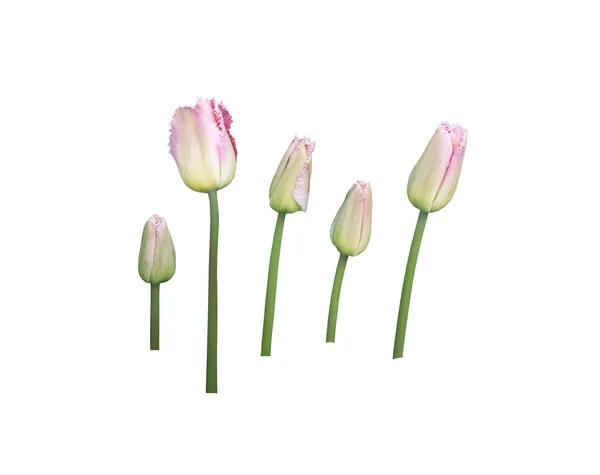 Fünf rosa Tulpen isoliert — Stockfoto