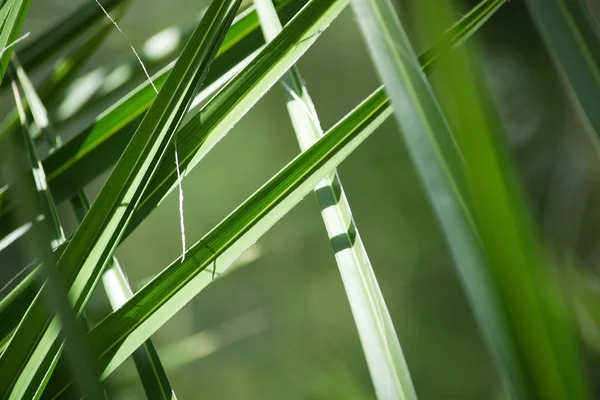 Palm lämnar närbild — Stockfoto