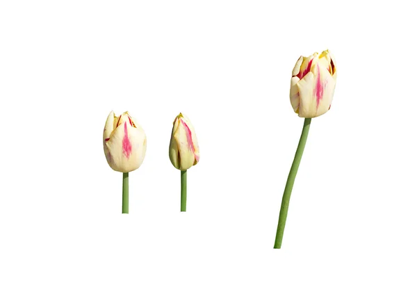 Drei gelbe und rote Tulpen — Stockfoto