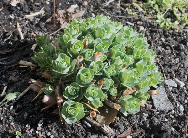 Chubby succulent collecting rain water — Stock Photo, Image