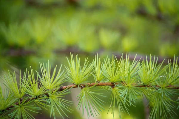 Larch tree branch — Stock Photo, Image