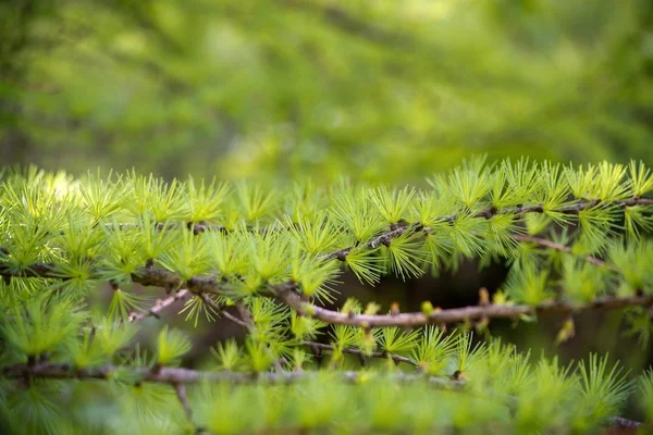 Larch tree branch — Stock Photo, Image