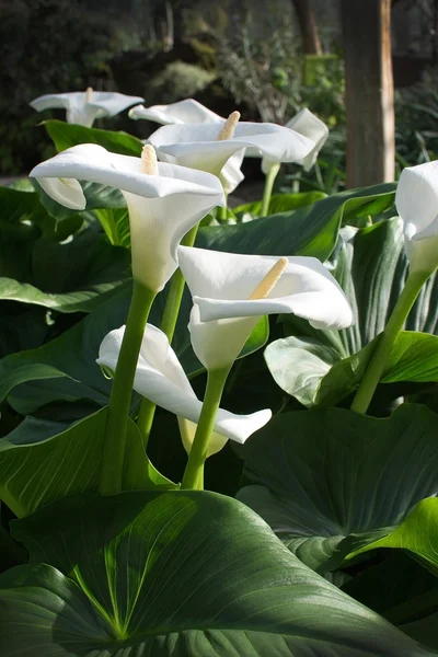 White calla lilies — Stock Photo, Image