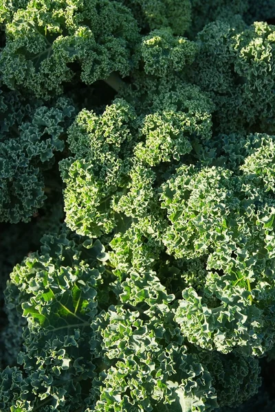 Green kale background — Stock Photo, Image