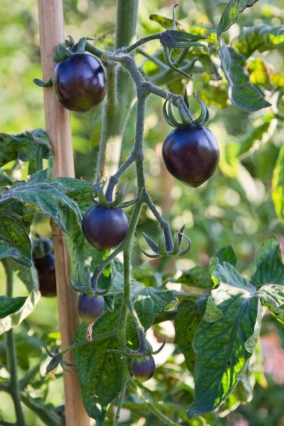 Tomates incomuns pretos — Fotografia de Stock
