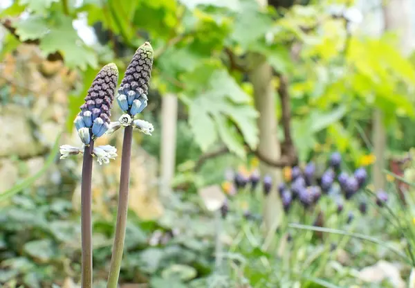 Grape hyacinths — Stock Photo, Image