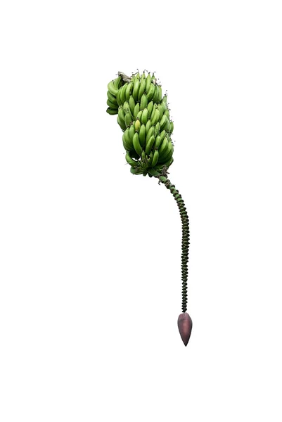 Banana seed capsule pod — Stock Photo, Image