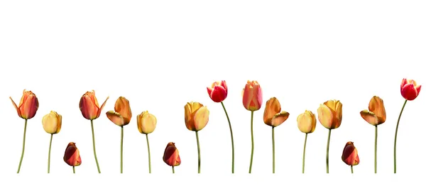 Tulpen Rand in rot und gelb mit Stielen isoliert — Stockfoto