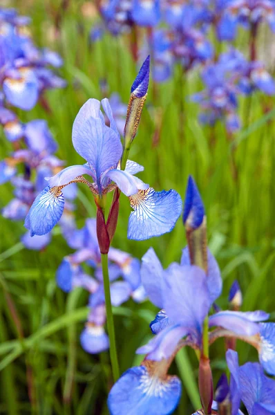 Iris bleu — Photo