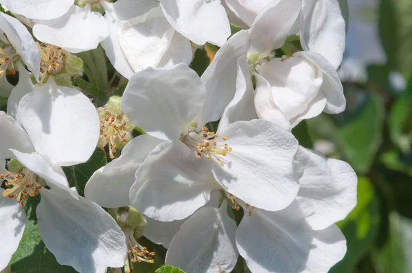 Weiße Apfelblüte — Stockfoto