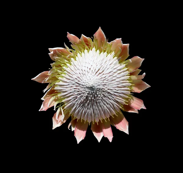 Exotic decorative flower — Stock Photo, Image