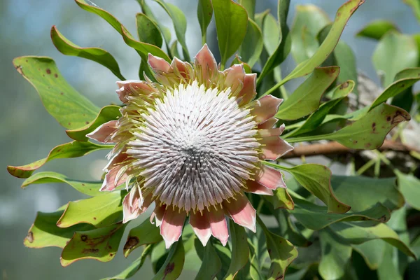 Exotic decorative flower — Stock Photo, Image