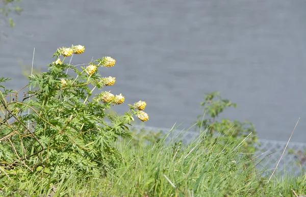 Yellow flowers blossoming by lake — Stock Photo, Image