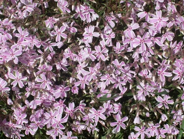 Pink spring flowers — Stock Photo, Image