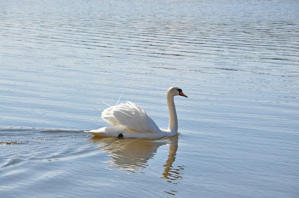 White swan swimming — 스톡 사진