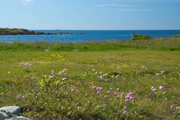 Heath vid havet — Stockfoto