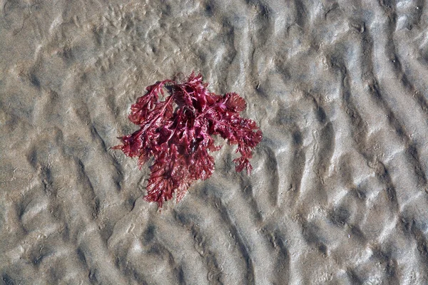 Abstrakter Sand und roter Algen — Stockfoto