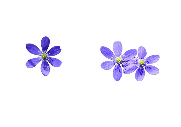 Hígado de flores silvestres azules — Foto de Stock