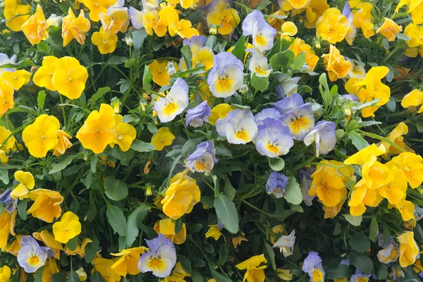 Zbliżenie żółty i niebieski lub fioletowy kwiat bratek — Zdjęcie stockowe