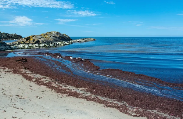 Kumlu bir plaj üzerinde deniz yosunu — Stok fotoğraf