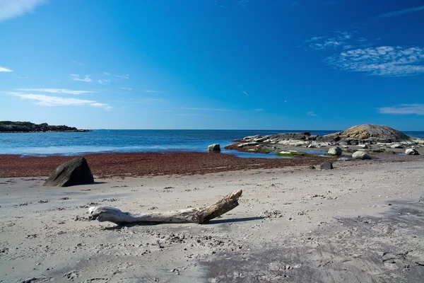 Madera a la deriva en una playa de arena —  Fotos de Stock