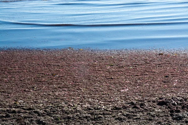 Algen am Sandstrand — Stockfoto